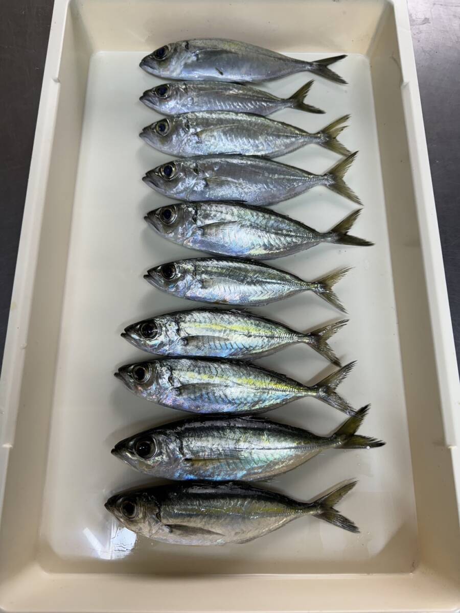 楓ちぢみ杢鯛ペンダント