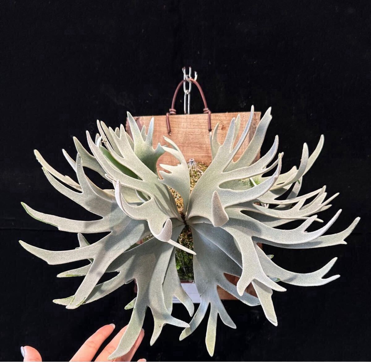 Y'sPlants】特選美角 P. Gabriel ガブリエル ( Dwarf nook spore Y'sPlants】特選美角 P. Gabriel ガブリエル ( Dwarf nook spore