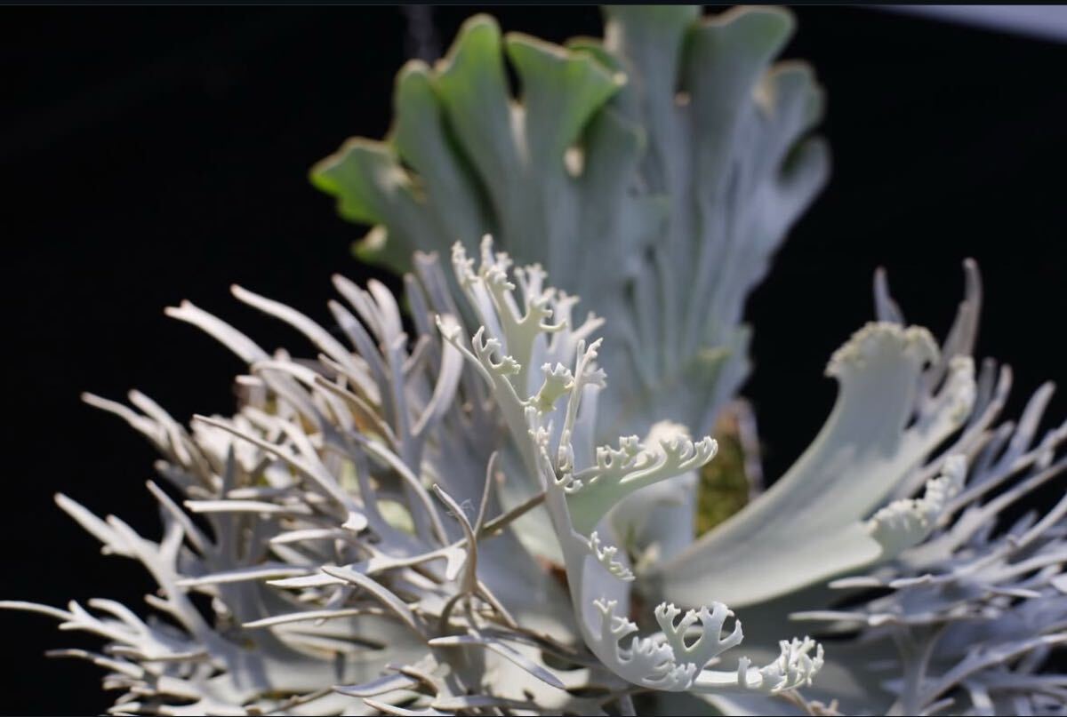 Y'sPlants】初出し P.willinckii 'Kohaku' 琥珀 OC株 from 晴花 Y'sPlants】初出し P.willinckii 'Kohaku' 琥珀 OC株 from 晴花