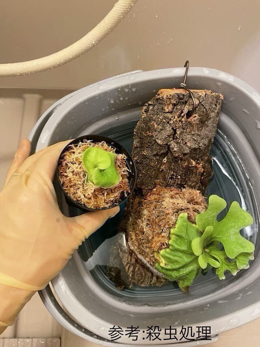 Y'sPlants】初出し P.willinckii 'Kohaku' 琥珀 OC株 from 晴花 Y'sPlants】初出し P.willinckii 'Kohaku' 琥珀 OC株 from 晴花