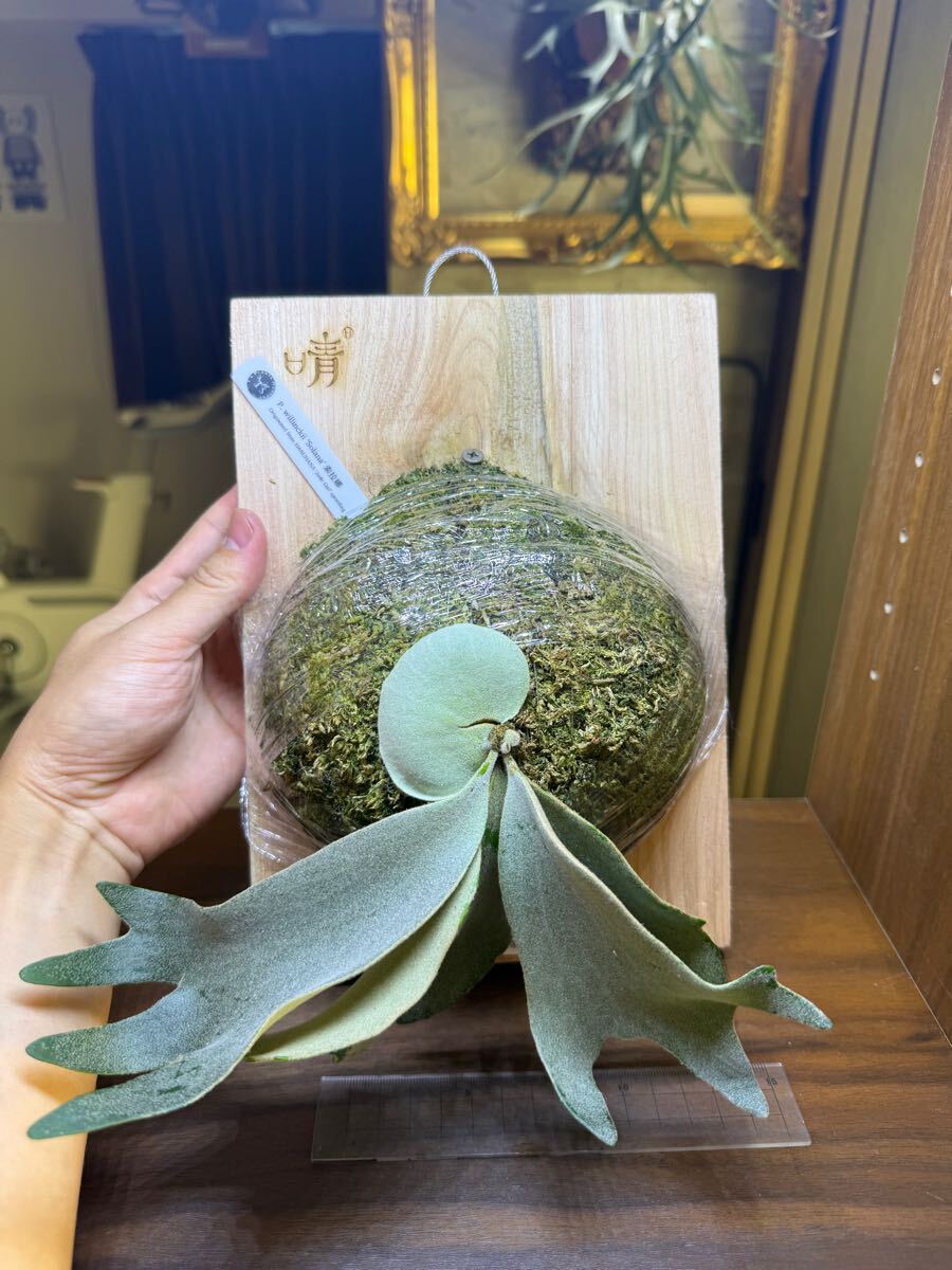 Y'sPlants】S1希少)P. willinckii 'Solana' Jade Girl Y'sPlants】S1希少)P. willinckii 'Solana' Jade Girl