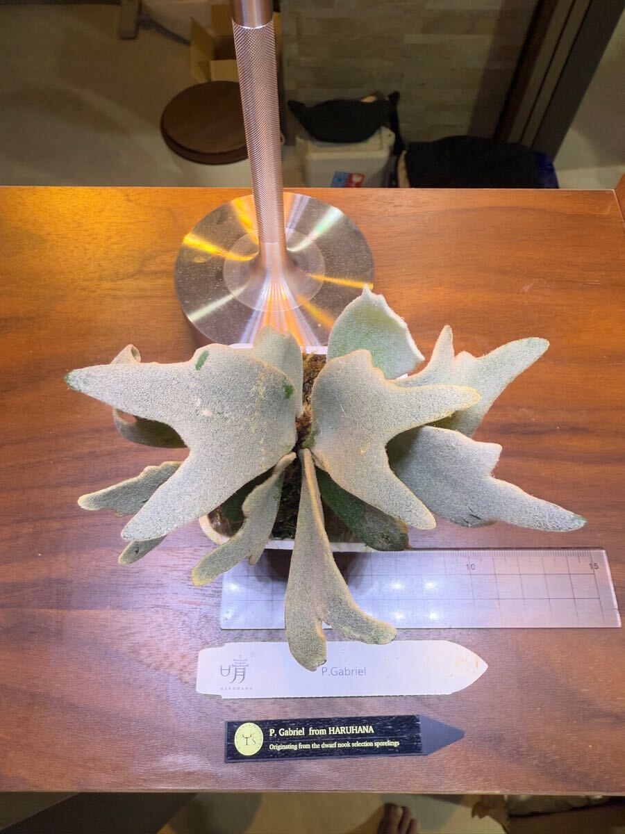 Y'sPlants】特選美角 P. Gabriel ガブリエル ( Dwarf nook spore Y'sPlants】特選美角 P. Gabriel ガブリエル ( Dwarf nook spore