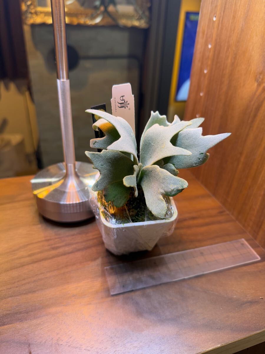 Y'sPlants】特選美角 P. Gabriel ガブリエル ( Dwarf nook spore Y'sPlants】特選美角 P. Gabriel ガブリエル ( Dwarf nook spore