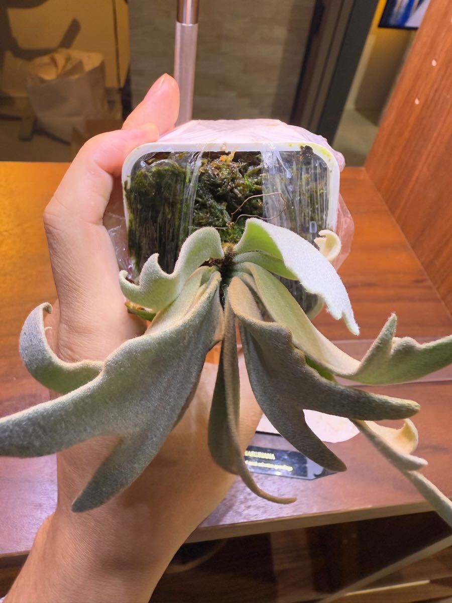 Y'sPlants】特選美角 P. Gabriel ガブリエル ( Dwarf nook spore Y'sPlants】特選美角 P. Gabriel ガブリエル ( Dwarf nook spore