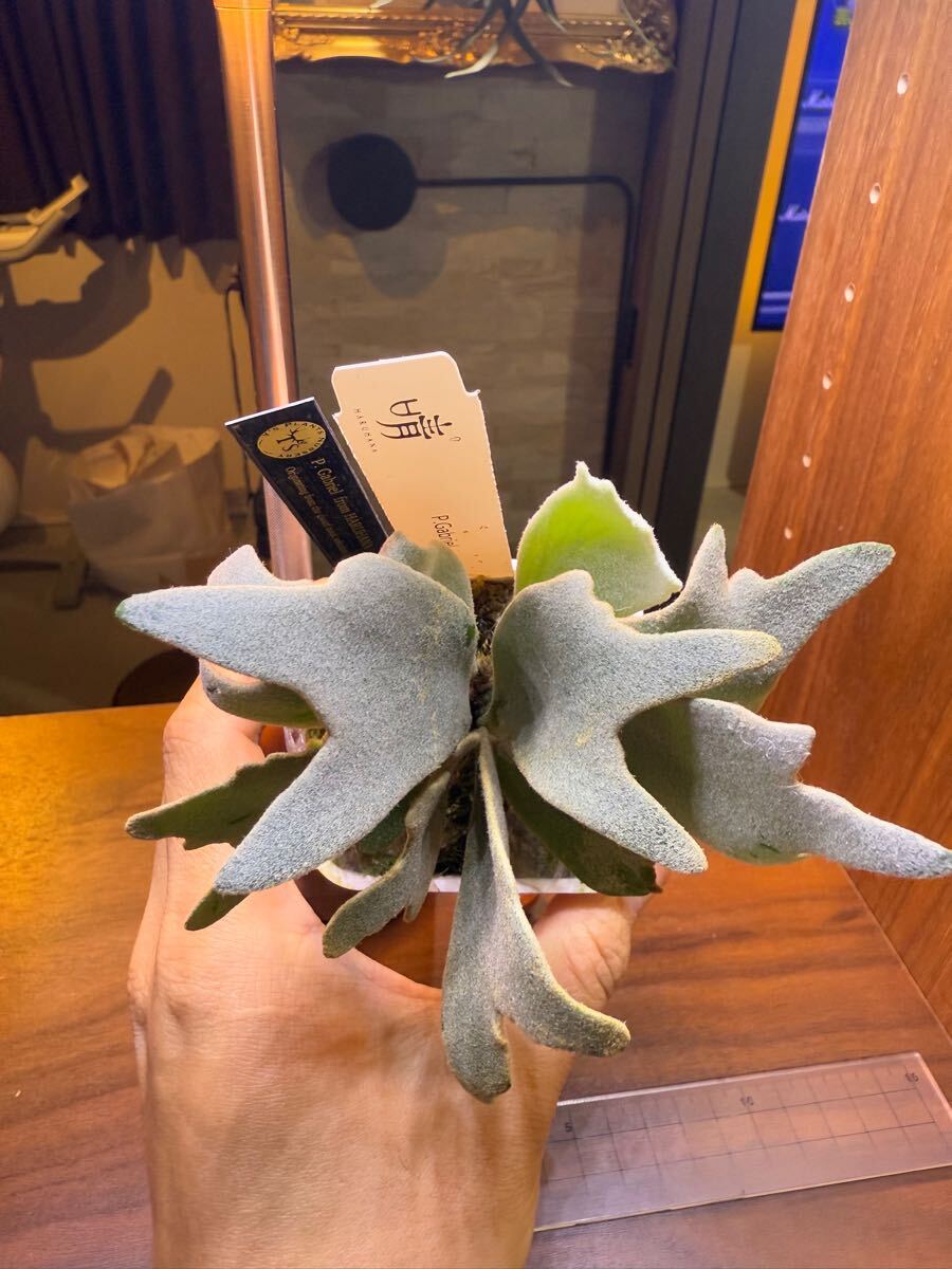 Y'sPlants】特選美角 P. Gabriel ガブリエル ( Dwarf nook spore Y'sPlants】特選美角 P. Gabriel ガブリエル ( Dwarf nook spore