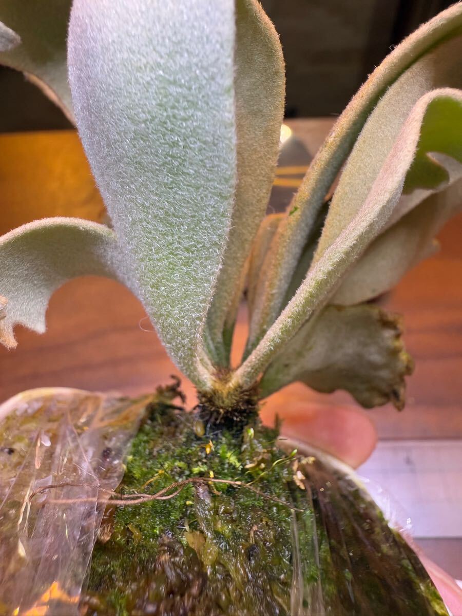 Y'sPlants】特選美角 P. Gabriel ガブリエル ( Dwarf nook spore Y'sPlants】特選美角 P. Gabriel ガブリエル ( Dwarf nook spore