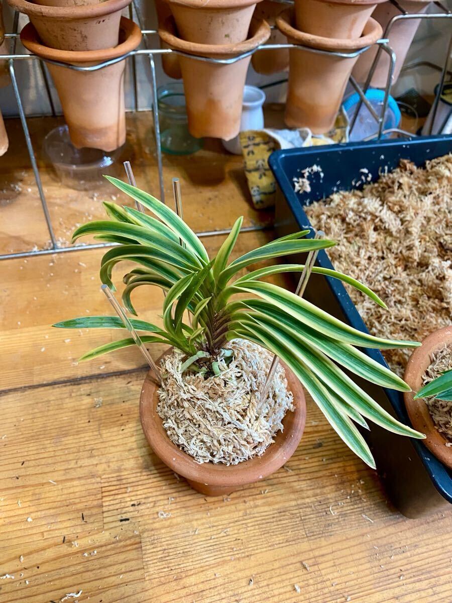 Yahoo!オークション - 富貴蘭 白桃冠 富貴蘭讃歌