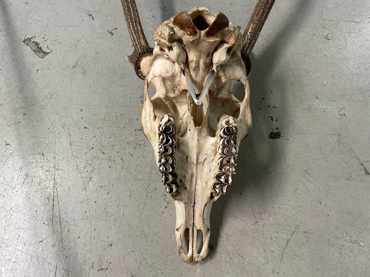 鹿の角 鹿のツノ シカの角 約69cm シカのツノ ヘッドスカル 鹿角 鹿の角 鹿のツノ シカの角 約69cm シカのツノ ヘッドスカル 鹿角