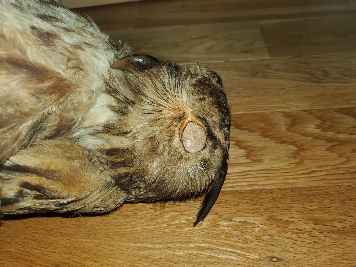 ベンガルワシミミズク 剥製 フクロウ 鳥 猛禽類(科学、自然 ベンガルワシミミズク 剥製 フクロウ 鳥 猛禽類(科学、自然