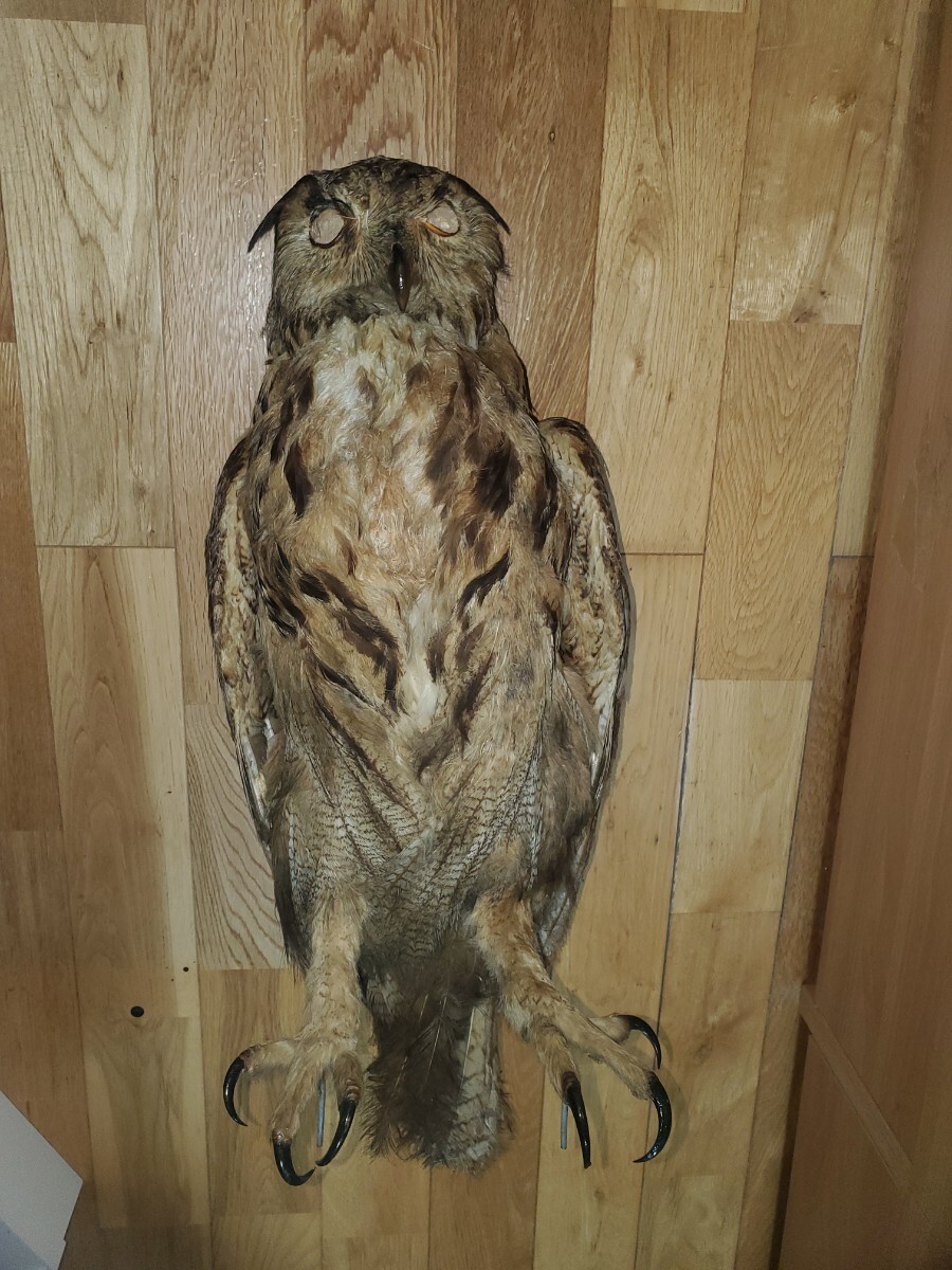 ベンガルワシミミズク 剥製 フクロウ 鳥 猛禽類(科学、自然 ベンガルワシミミズク 剥製 フクロウ 鳥 猛禽類(科学、自然