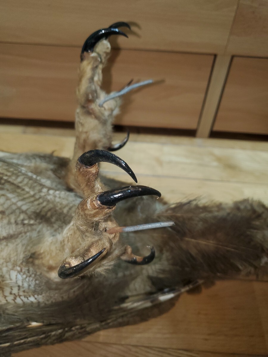 ベンガルワシミミズク 剥製 フクロウ 鳥 猛禽類(科学、自然 ベンガルワシミミズク 剥製 フクロウ 鳥 猛禽類(科学、自然