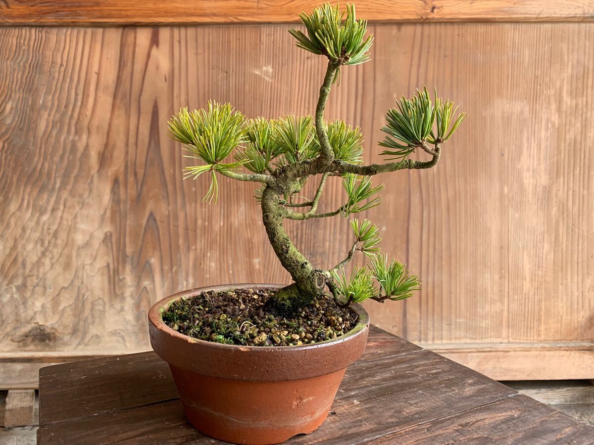 五葉松　45cm 葉性抜群 i-img1200x900-