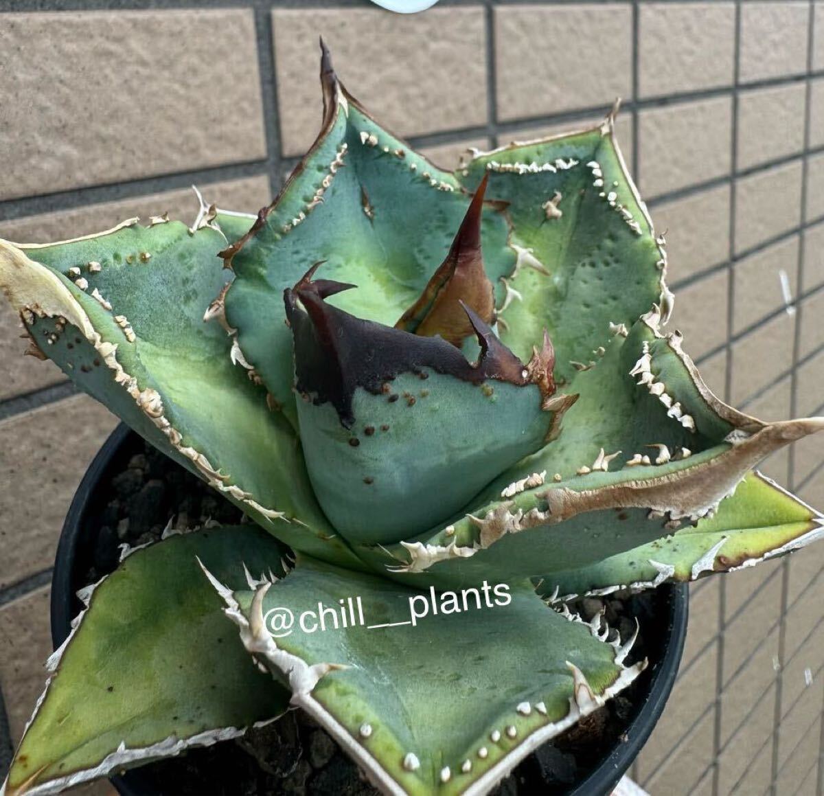 Agave oteroi no name 】② 名無し アガベ オテロイ チタノタ Agave oteroi no name 】② 名無し アガベ オテロイ チタノタ