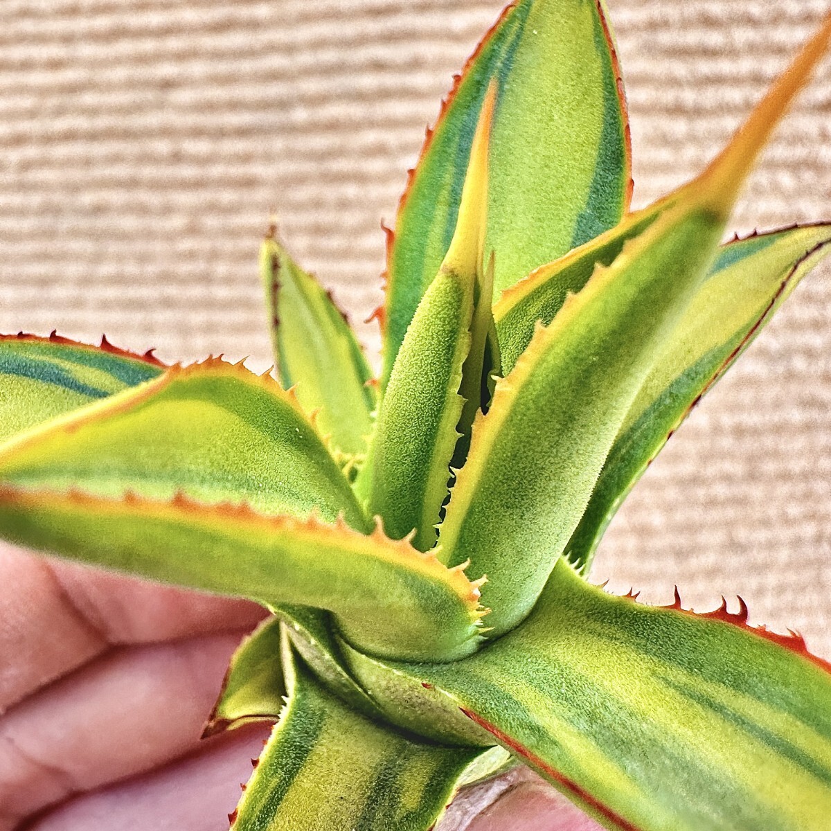 Lj_plants】Q461 激レア高級品種 多肉植物 アガベ バーント