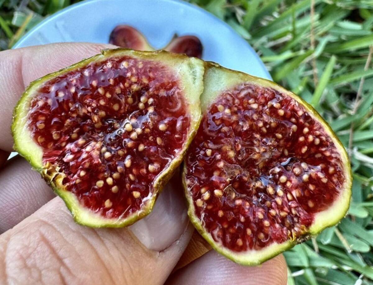 sugar fig イチジク いちじく 穂木 苗 Angelito イチジク いちじく 穂木 苗 Angelito イチジク
