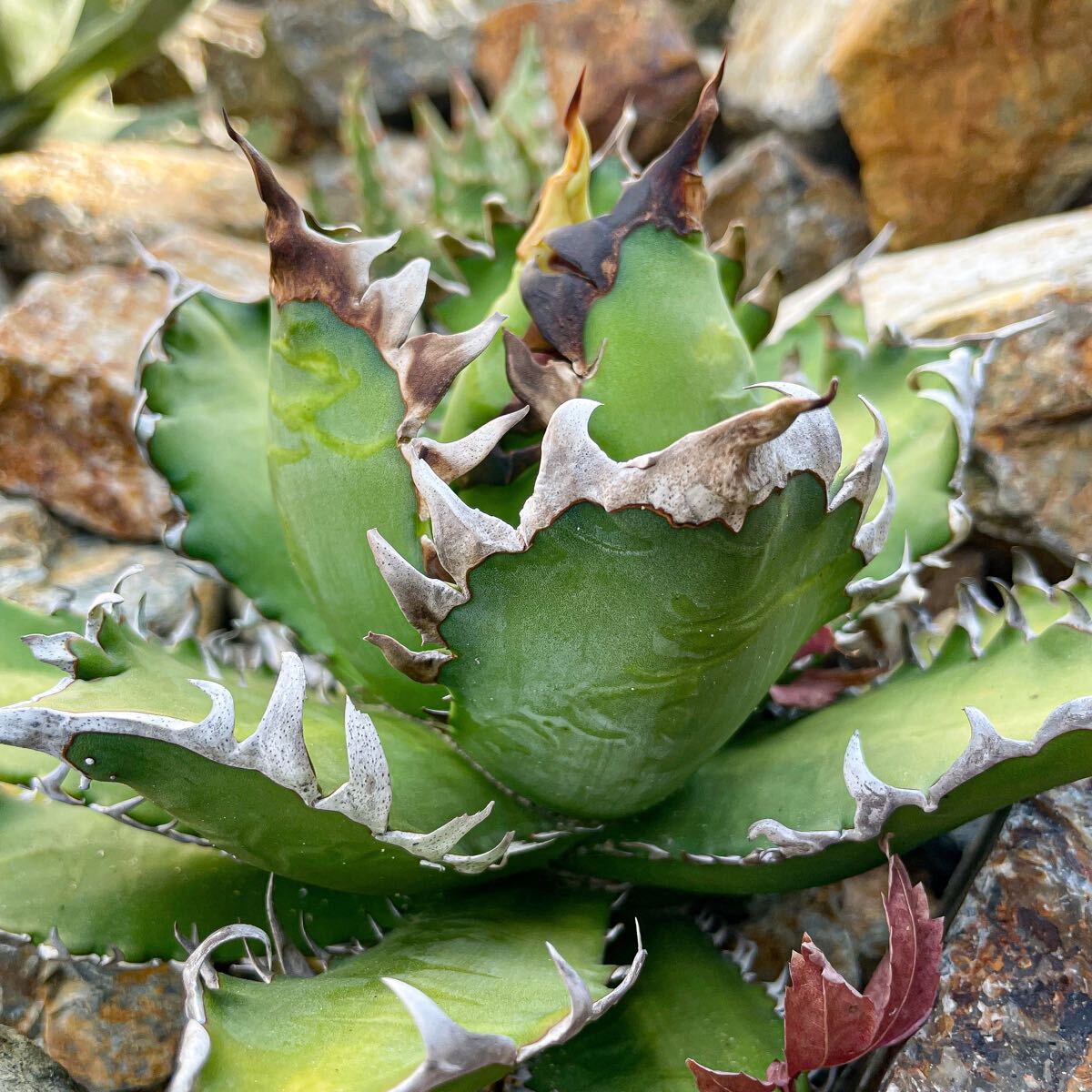 【TN PLANTS】スペシャル株　特選　アガベ チタノタ レッドキャットウィーズル Agave Titanota Red Catweezle 赤貓 多肉植物