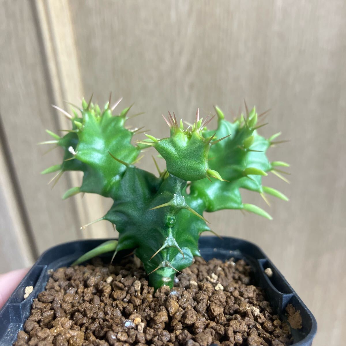 ユーフォルビア ムランジーナ 実生 多肉植物 サボテン 塊根植物 ユーフォルビア ムランジーナ 実生 多肉植物 サボテン 塊根植物