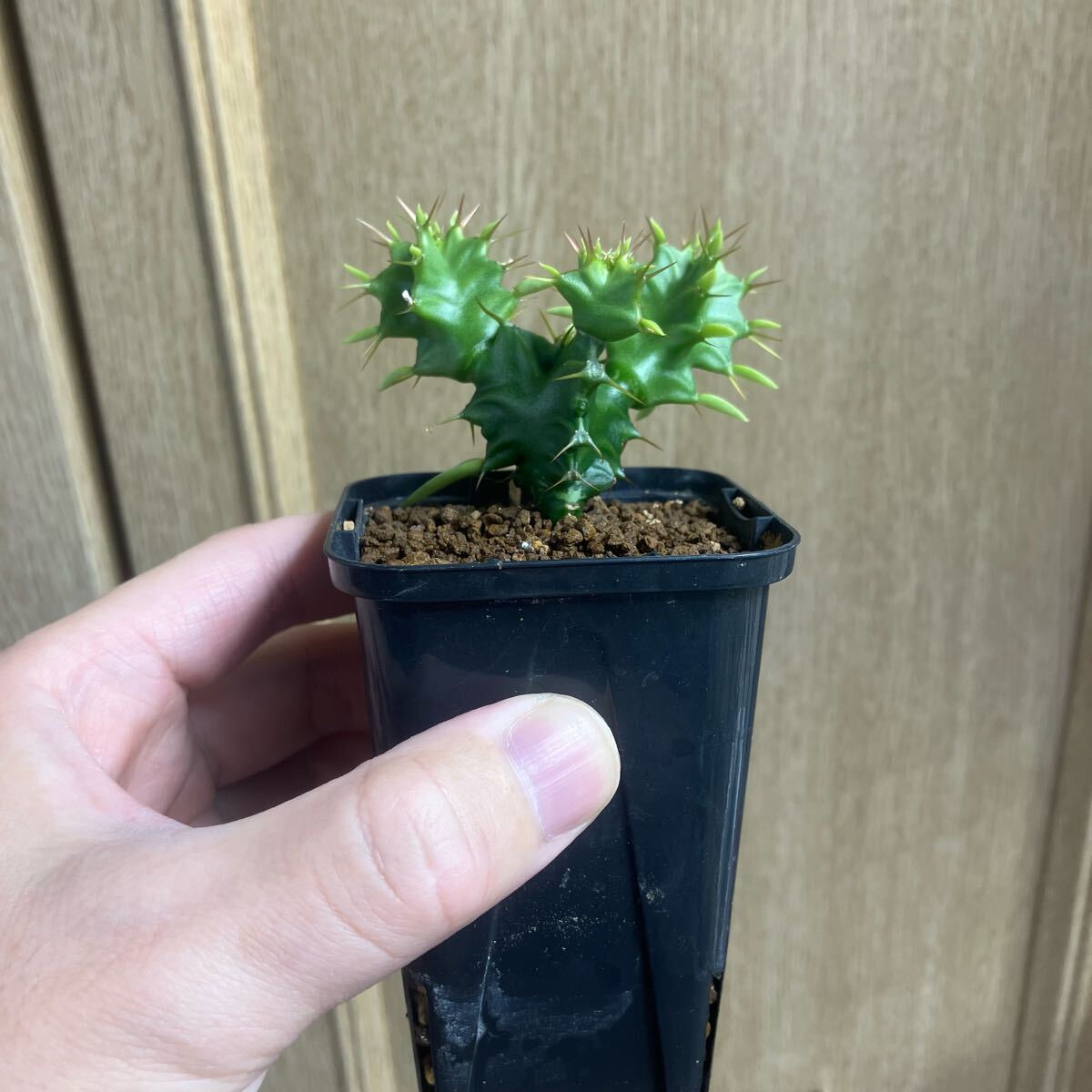 ユーフォルビア ムランジーナ 実生 多肉植物 サボテン 塊根植物 ユーフォルビア ムランジーナ 実生 多肉植物 サボテン 塊根植物