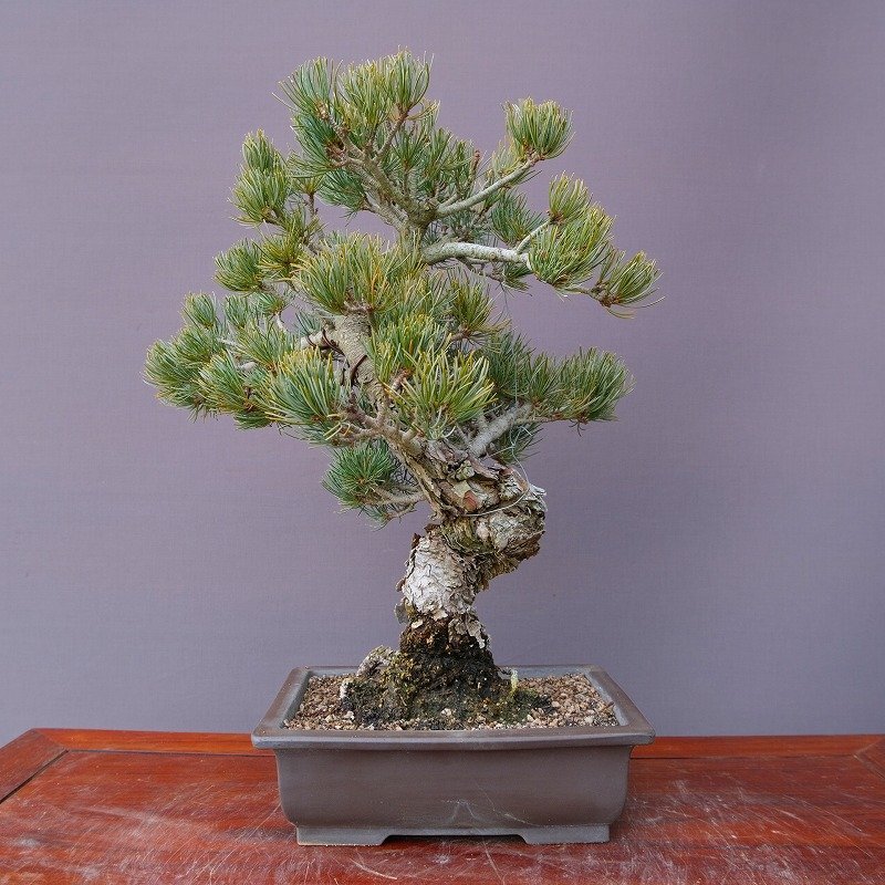 Yahoo!オークション - （株）一樹園 宮島五葉松 中品盆栽／樹齢