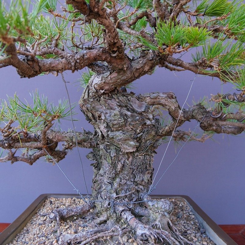 樹高11㎝ 磯山椒 太足 小品盆栽 BONSAI 真柏 黒松 五葉松 紅葉
