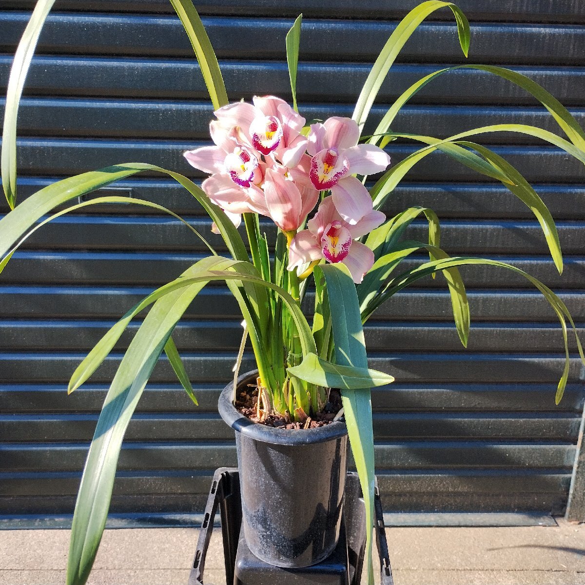 ○ 一世を風靡した名花 ○ シンビジウム ○ マリリンモンロー