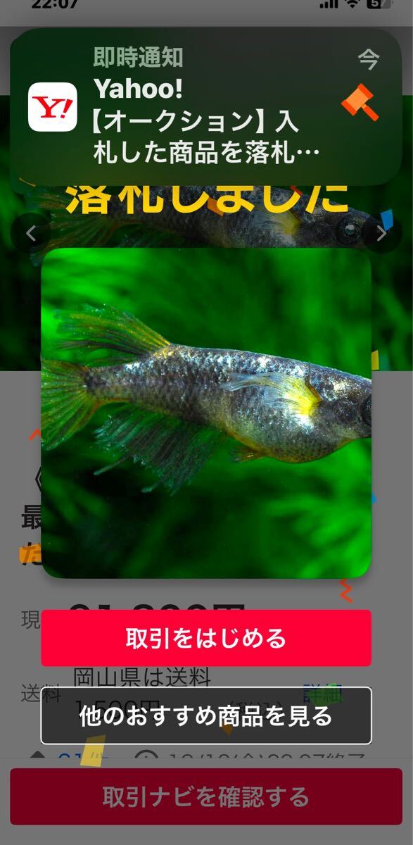 桜虹めだか】☆初出品☆極上種親. 最新世代『金閣』メダカの稚魚