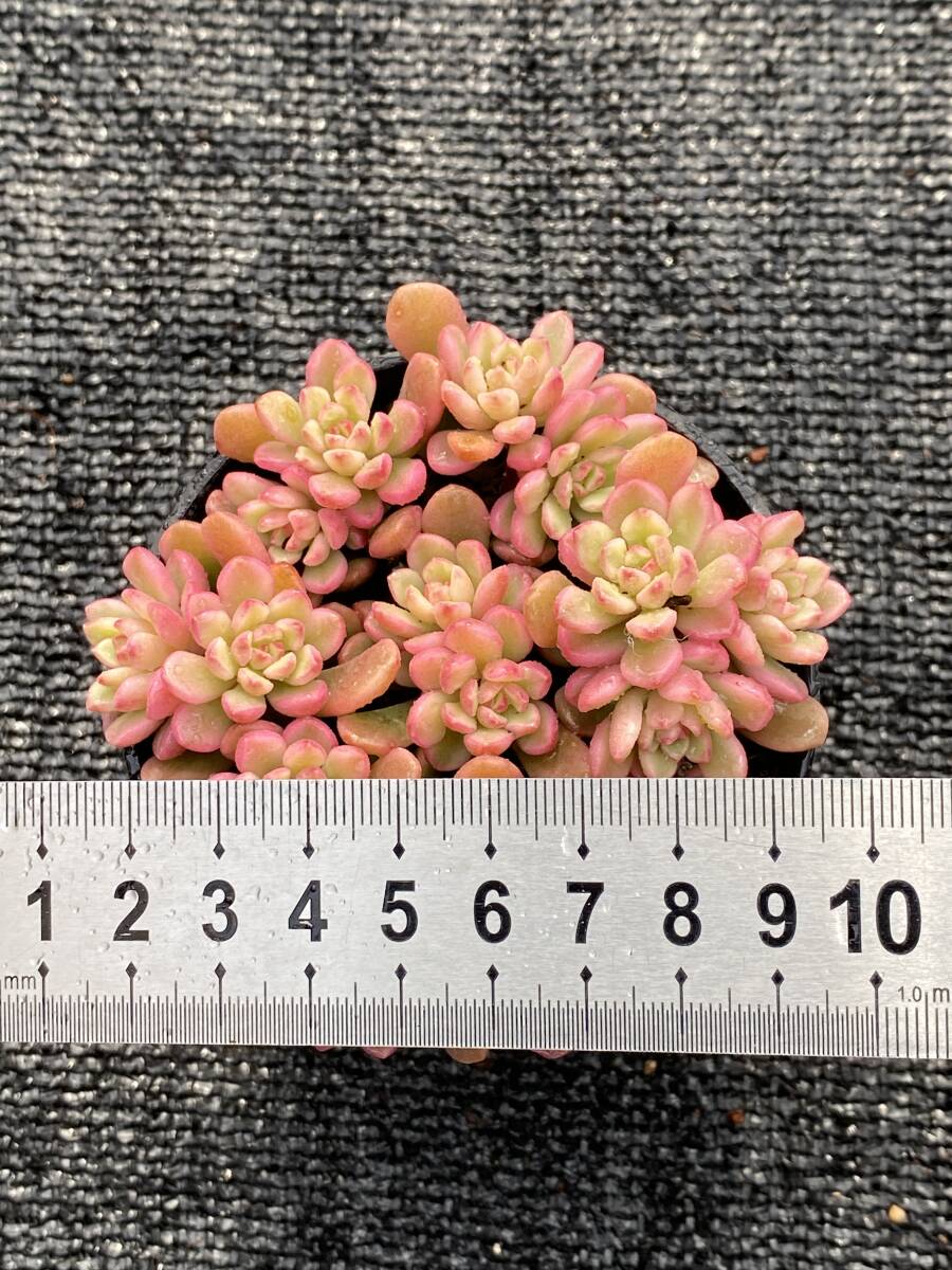 21株 P598-2 エケベリア 韓国苗 サボテン 多肉植物 鈴錦 観葉 21株 P598-2 エケベリア 韓国苗 サボテン 多肉植物 鈴錦 観葉