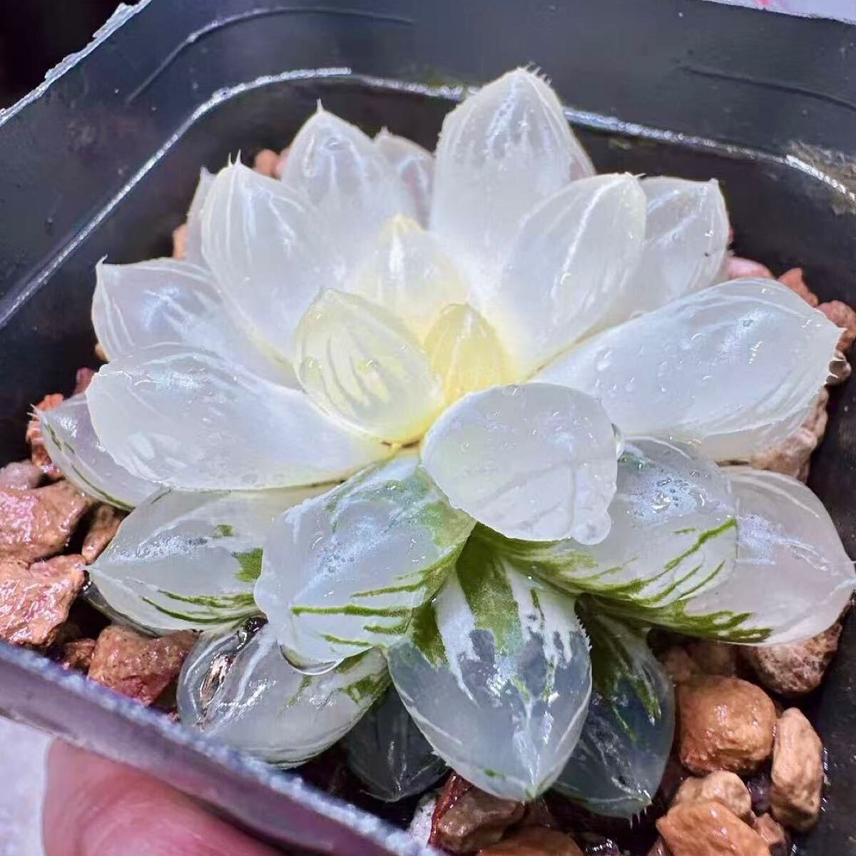 多肉植物 ハオルチア OMオブツーサ錦 糊斑 いくら錦 巨大化 多肉植物 ハオルチア OMオブツーサ錦 糊斑 いくら錦 巨大化