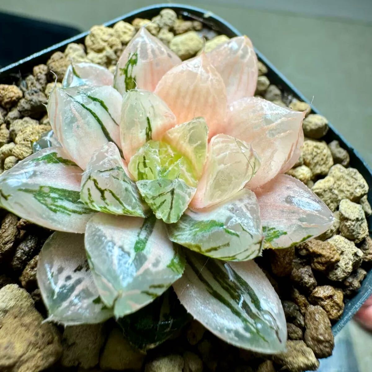 サボテン 多肉植物 14 ハオルチア ゲラルディ錦 極上斑|花、園芸 サボテン 多肉植物 14 ハオルチア ゲラルディ錦 極上斑|花、園芸