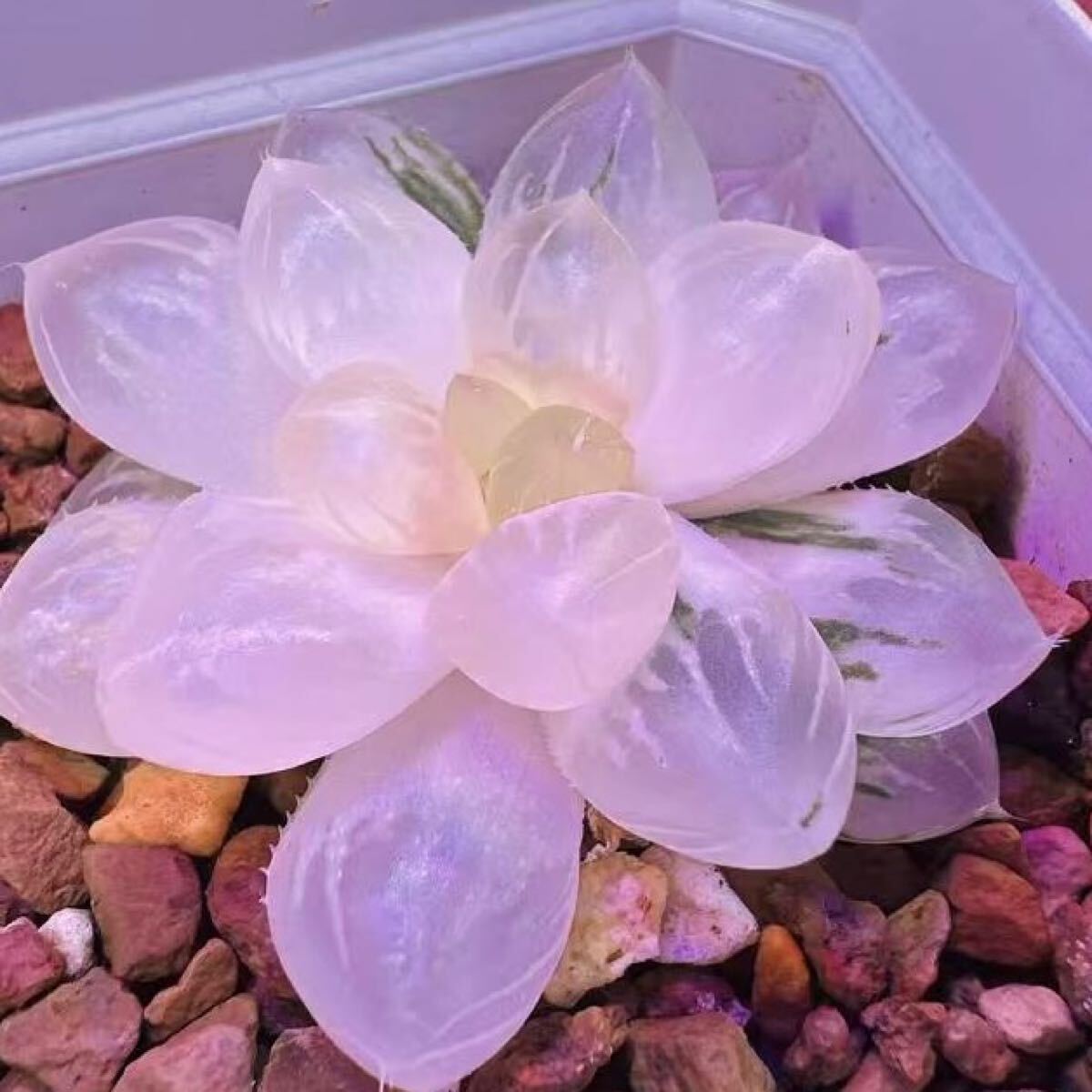 多肉植物 ハオルチア 詳細 OMオブツーサ錦糊斑 多肉植物 ハオルチア 詳細 OMオブツーサ錦糊斑