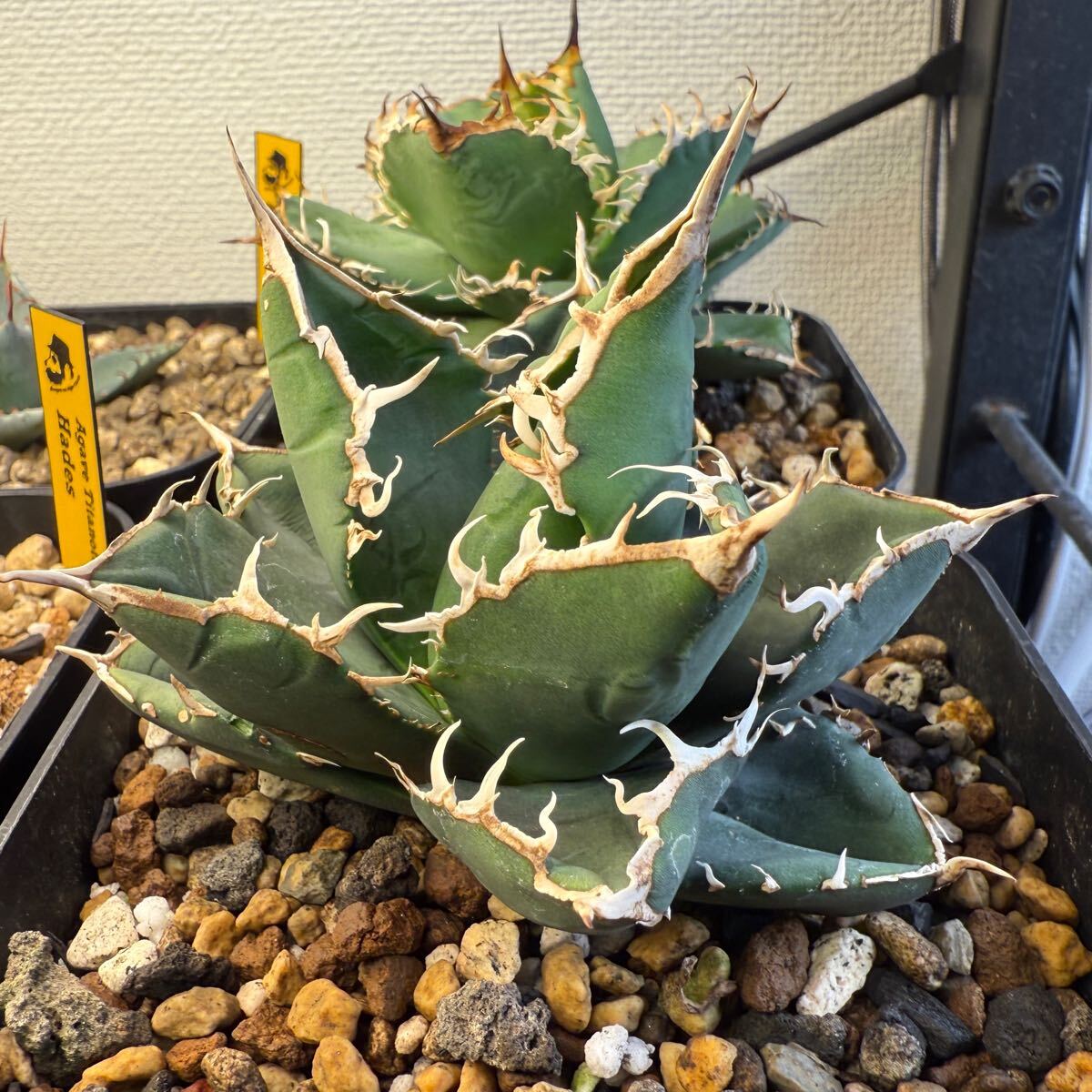 Agave Titanota 超激レア LIZE血統 巨 メガロドン】 今週の Agave Titanota 超激レア LIZE血統 巨 メガロドン】 今週の