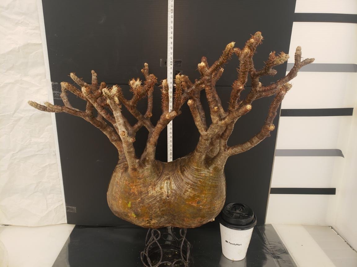 中型 塊根植物　パキポディウムグラキリス グラキリス 輸入球 A3266☆パキポディウム 塊根植物 コーデック