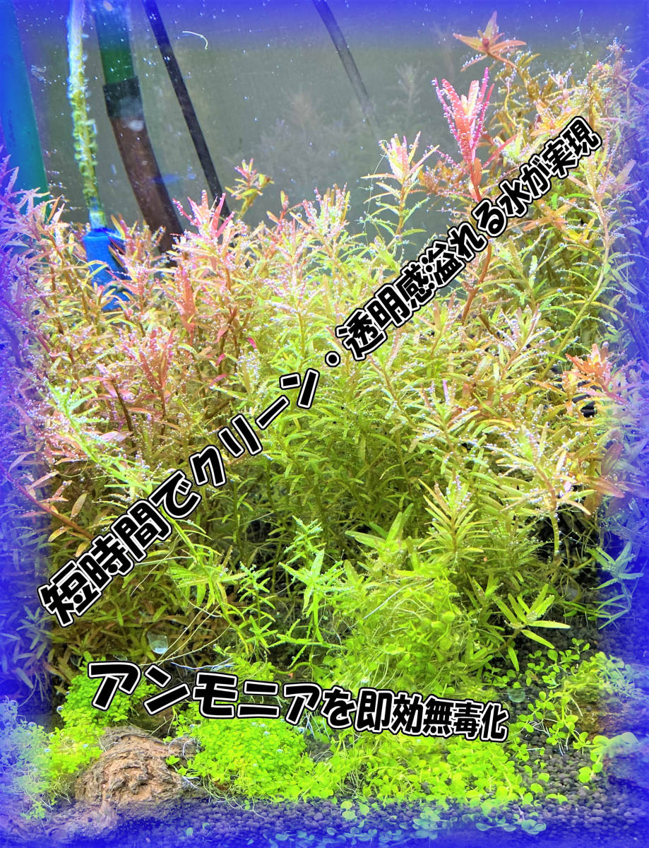 セール?。?！【硝化菌群】★最強(qiáng)のバクテリア★T2 AQUA STYLE★☆バイオクリアーパワー100粒入◇◆硝化菌群?魚水草が喜ぶ