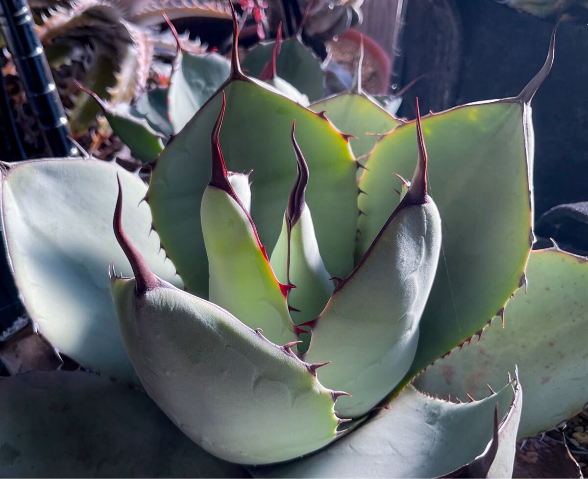 コ*ン様 GW特別オークション‼️ アガベ　トランカータ　オリザバ　5子株付き コ*ン様 GW特別オークション‼️ アガベ トランカータ オリザバ 5