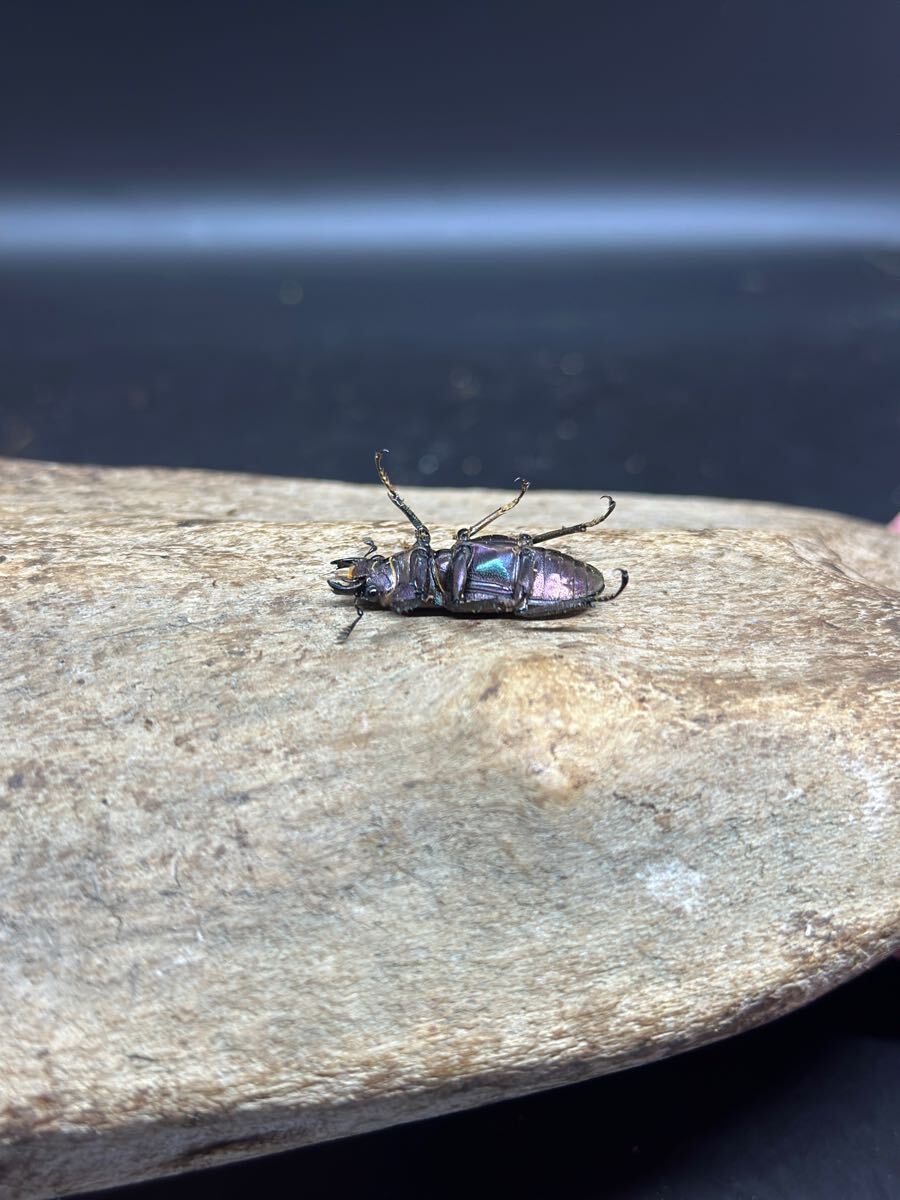 メタリフェルホソアカクワガタ ♂♀ペア ブルー、パープル系 新
