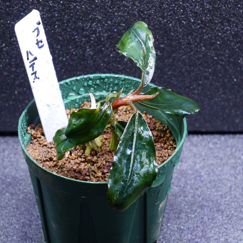 水草　ブセファランドラ　sp. ハデス　1株　※バラ売り水草は4点まで同梱可能（ネコポス）　活着　陰性