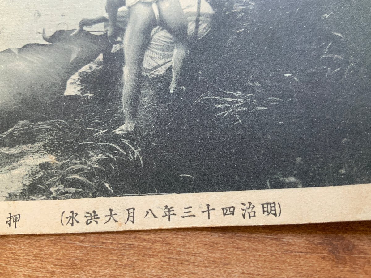 VV-7097 ■送料込■ 東京都 明治43年 大洪水 押上方面の浸水 牛 救助 裈 人 風(fēng)景 河川 臺(tái)風(fēng) レトロ 絵葉書(shū) 古書(shū) 古葉書(shū) 寫(xiě)真 古寫(xiě)真/くNAら