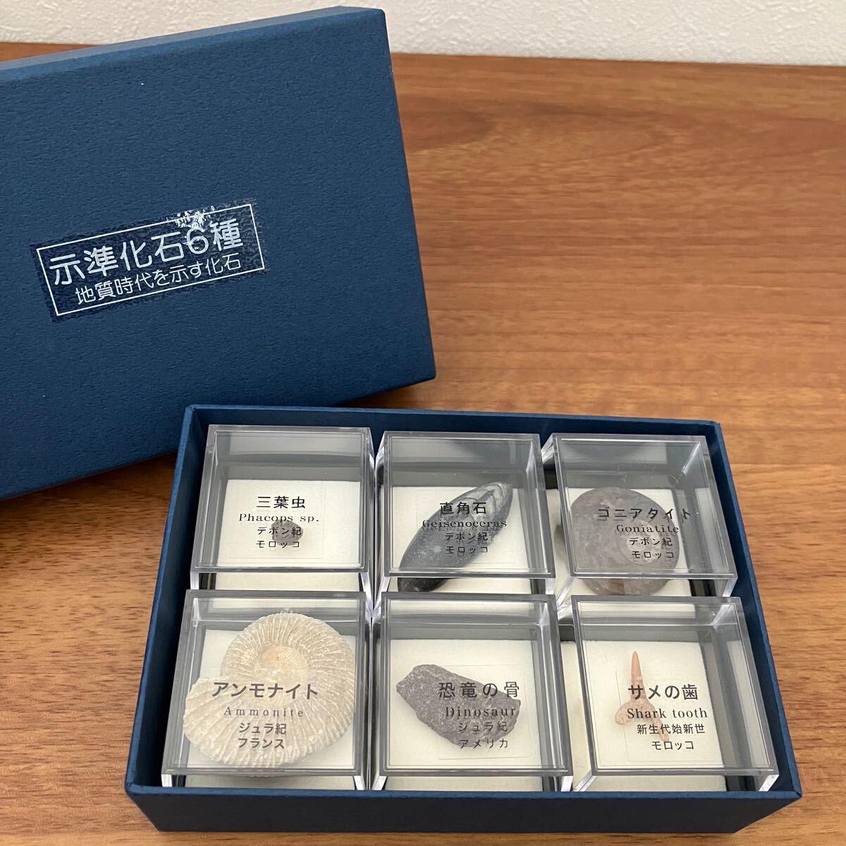TA□ 美品 大江理工社 ブック型標本セット 示準化石 6種 化石 三 TA□ 美品 大江理工社 ブック型標本セット 示準化石 6種 化石 三
