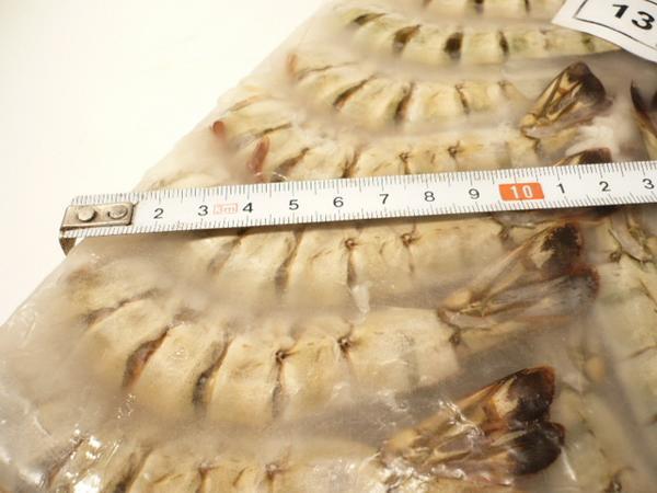 【Max】無頭ブラックタイガー　業(yè)務(wù)用13/15サイズ １級品