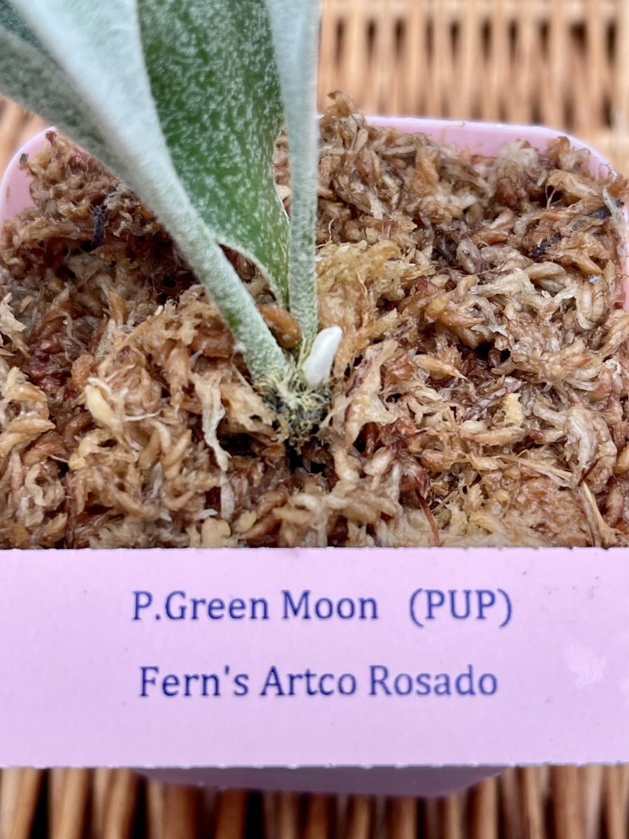 X25 P.Green Moon OC pup 株分け (ビカクシダ、コウモリラン X25 P.Green Moon OC pup 株分け (ビカクシダ、コウモリラン