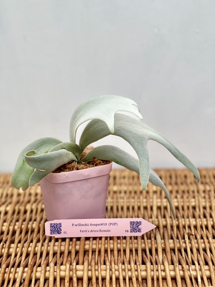 X37 P.willinckii Anapat#10 OC pup 株分け 子株(ビカクシダ X37 P.willinckii Anapat#10 OC pup 株分け 子株(ビカクシダ