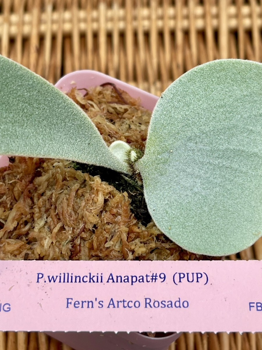 X39 P.willinckii Anapat#9 OC pup 株分け(ビカクシダ、コウモリ X39 P.willinckii Anapat#9 OC pup 株分け(ビカクシダ、コウモリ