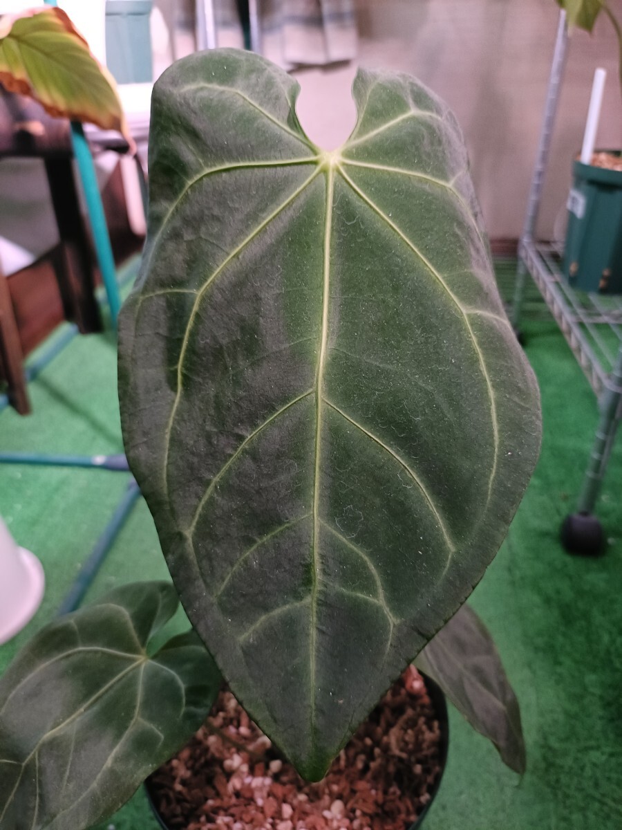 SHIMIJIMI そわそわ×ホリコロ 札付き エケベリア 多肉植物 観葉植物 SHIMIJIMI そわそわ×ホリコロ 札付き エケベリア 多肉植物 観葉植物