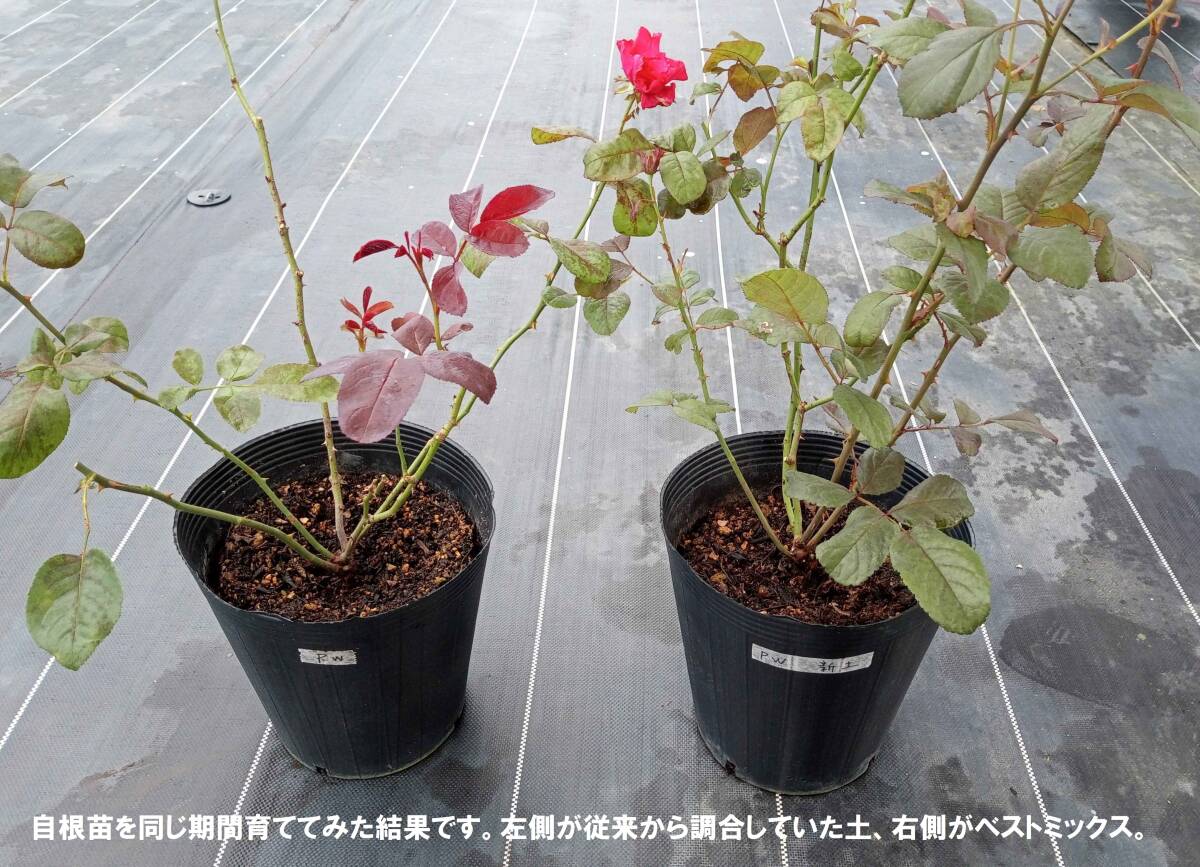 根頭癌腫病と戦う微生物入り　バラ用培養土　ベストミックス　７リットル入り！
