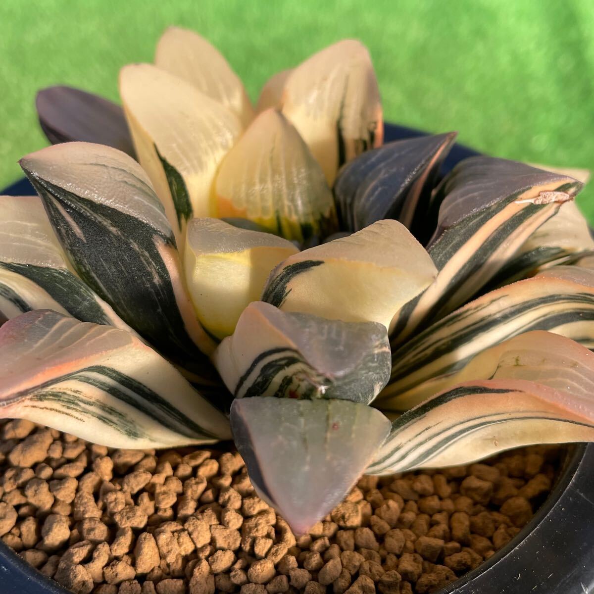 ≧∇≦)多肉植物 ハオルチア コレクタ錦|観葉植物 ≧∇≦)多肉植物 ハオルチア コレクタ錦|観葉植物
