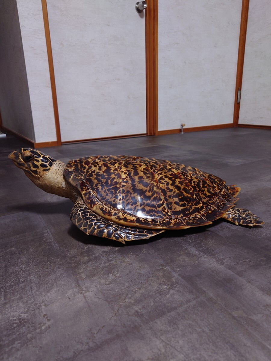 タイマイ ウミガメ剥製 国際希少野生動植物種登録票有 亀 剥製 タイマイ ウミガメ剥製 国際希少野生動植物種登録票有 亀 剥製