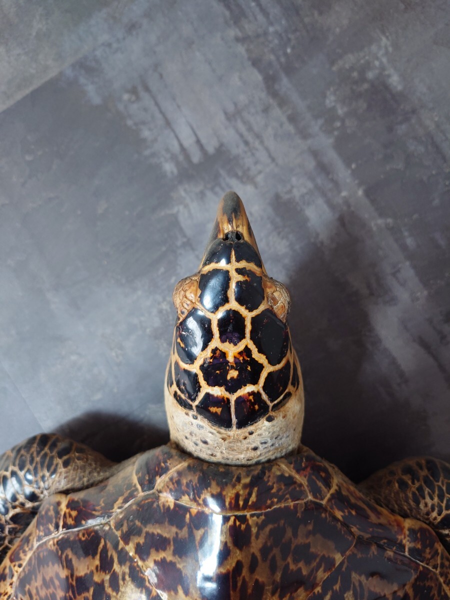 タイマイ ウミガメ剥製 国際希少野生動植物種登録票有 亀 剥製 タイマイ ウミガメ剥製 国際希少野生動植物種登録票有 亀 剥製