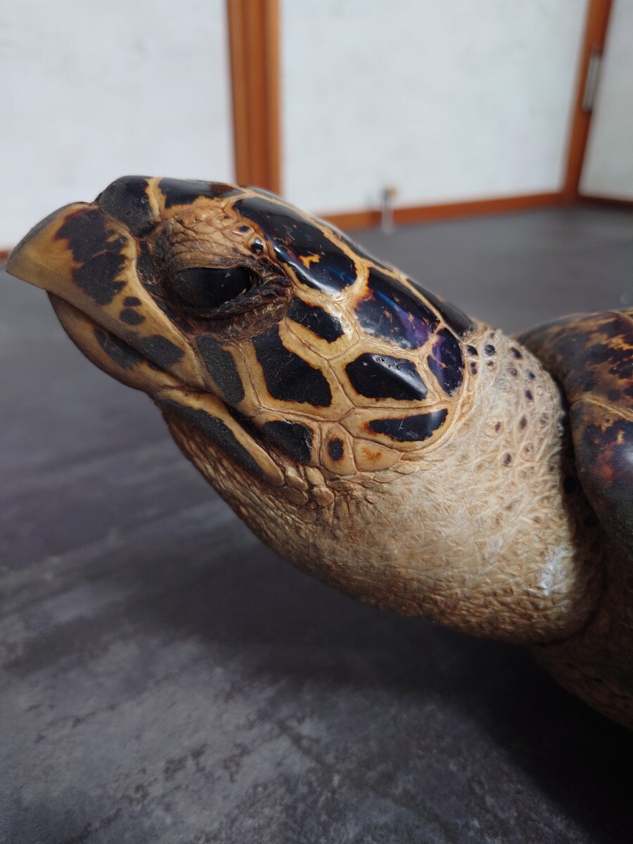 タイマイ ウミガメ剥製 国際希少野生動植物種登録票有 亀 剥製 タイマイ ウミガメ剥製 国際希少野生動植物種登録票有 亀 剥製