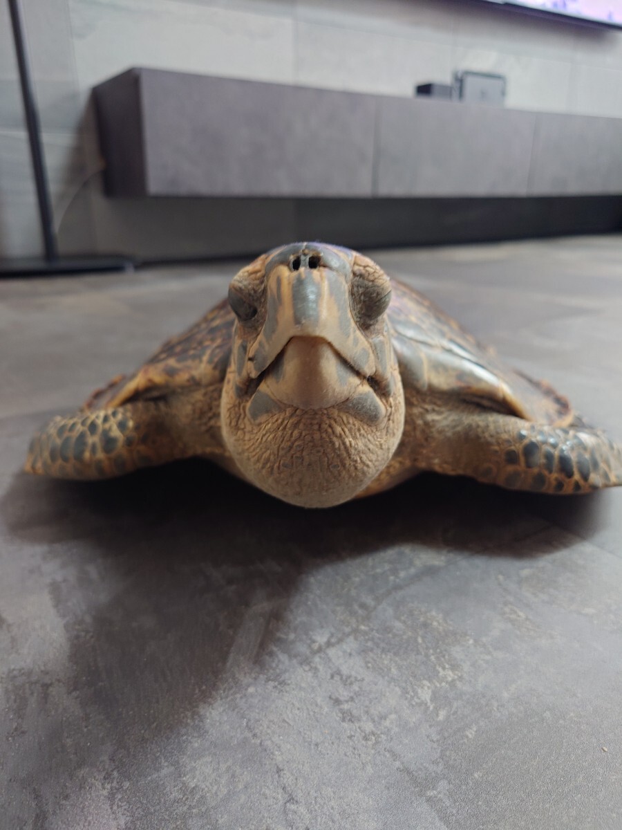 タイマイ ウミガメ剥製 国際希少野生動植物種登録票有 亀 剥製 タイマイ ウミガメ剥製 国際希少野生動植物種登録票有 亀 剥製