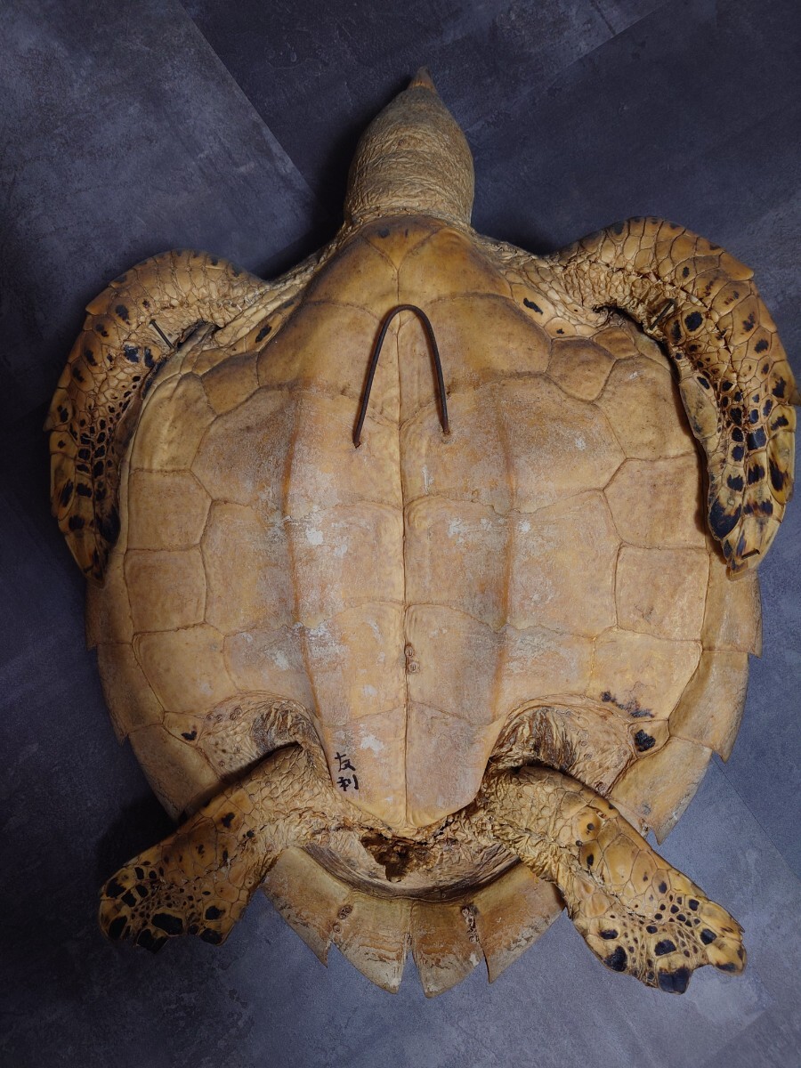 タイマイ ウミガメ剥製 国際希少野生動植物種登録票有 亀 剥製 タイマイ ウミガメ剥製 国際希少野生動植物種登録票有 亀 剥製